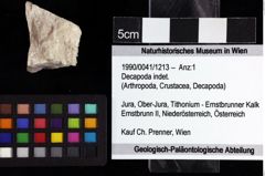 Foto (Objket + Etiketten) von Decapoda indet. 